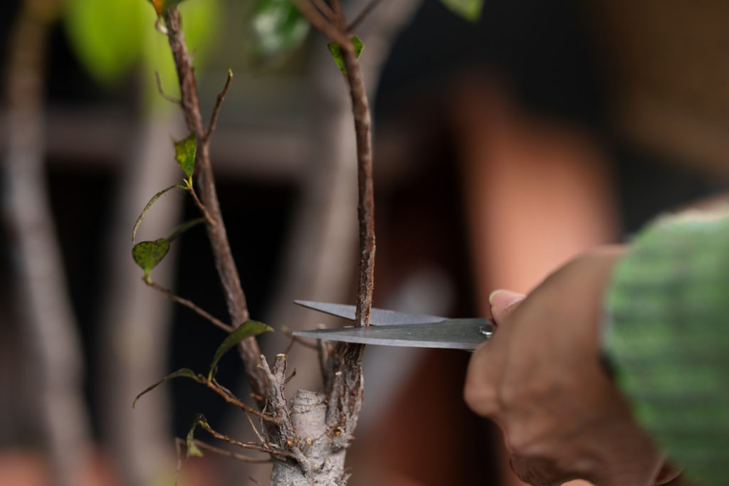 someone using gardening scissors to prune the branches of a tree