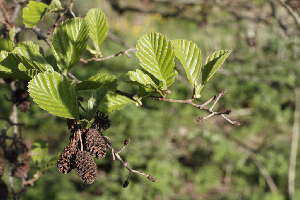 branch from a common alder tree with light green leaves and brown, rounded flowers