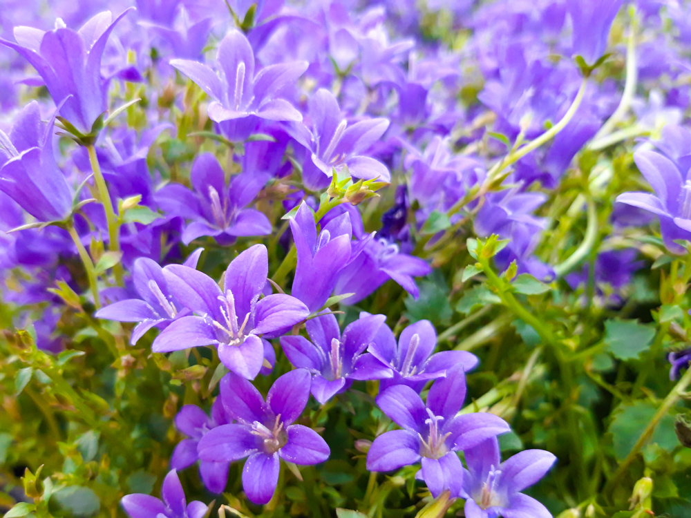 giant bellflower with five-leaved purple flowers growing outside