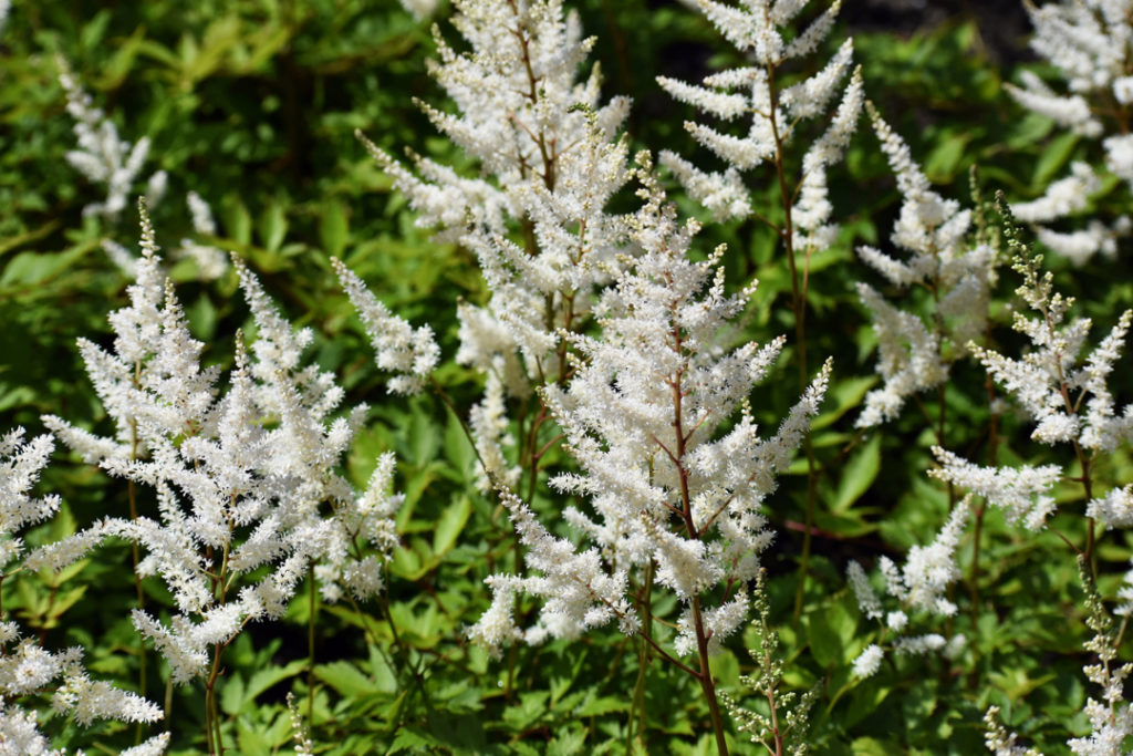 astilbe 'brautschleier' with tall white flowers growing outside