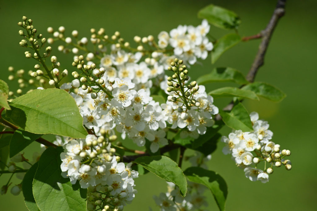 close-up of the white and yellow flowers growing from a cherry tree