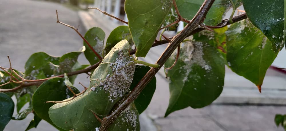 white aphids shown on the underside of green bougainvillea leaves