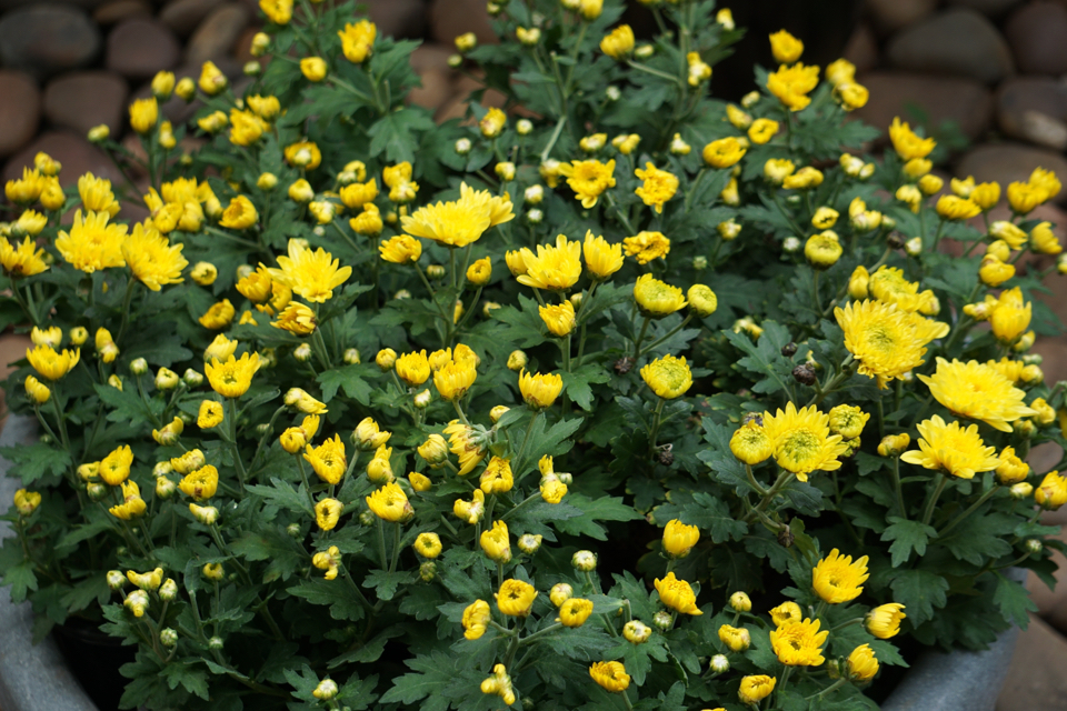 yellow flowers beginning to bloom on an Indian chrysanthemum plant growing in front of a stony wall