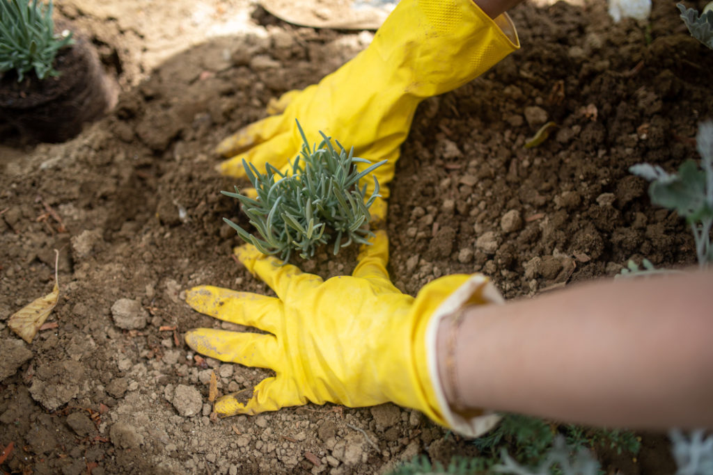 lavender seedling being firmed into the ground after planting by someone wearing yellow gardening gloves