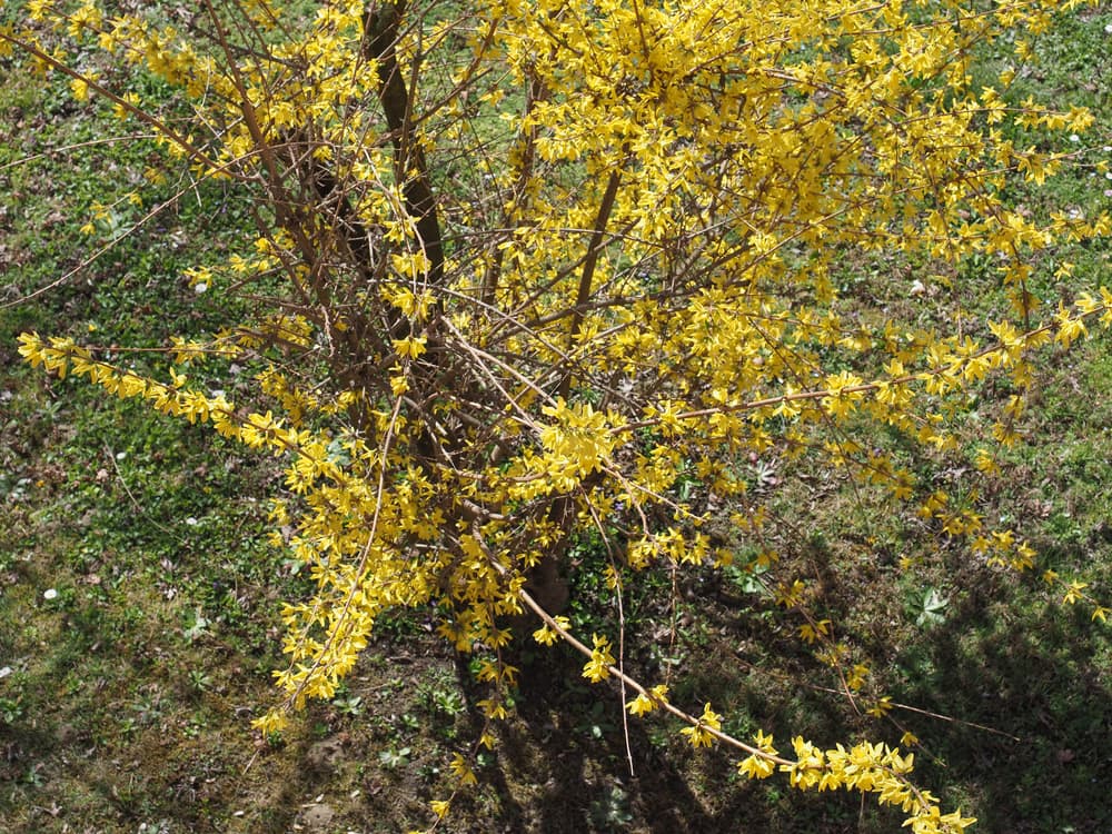 leggy bush of Show Off Starlet variety of forsythia