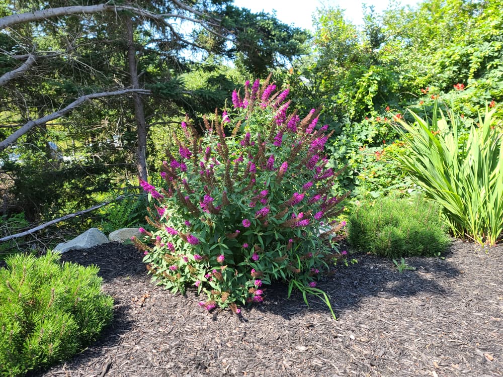 pink flowering butterfly bush in heavily mulched garden soil