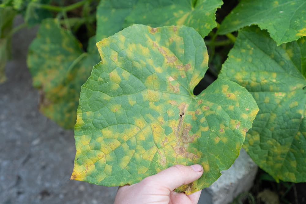 early signs of mosaic virus in cucumber plant