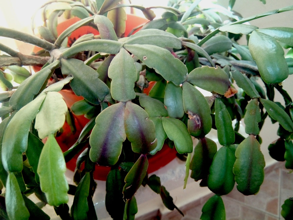 Schlumbergera houseplant growing in a container with no flowers on the plant