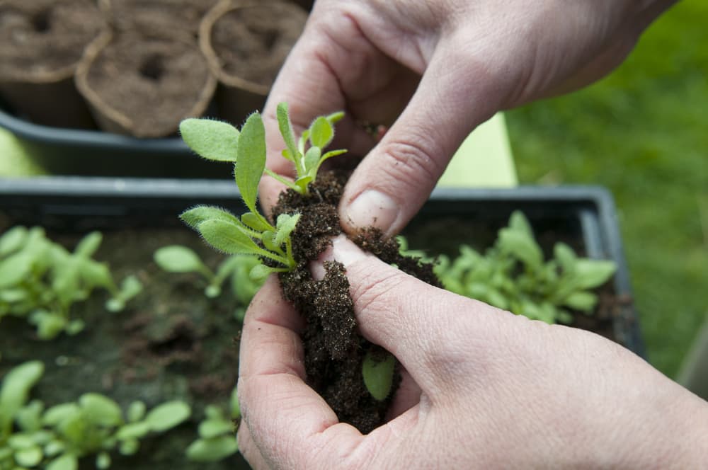 hands dividing black eyed susan seedlings