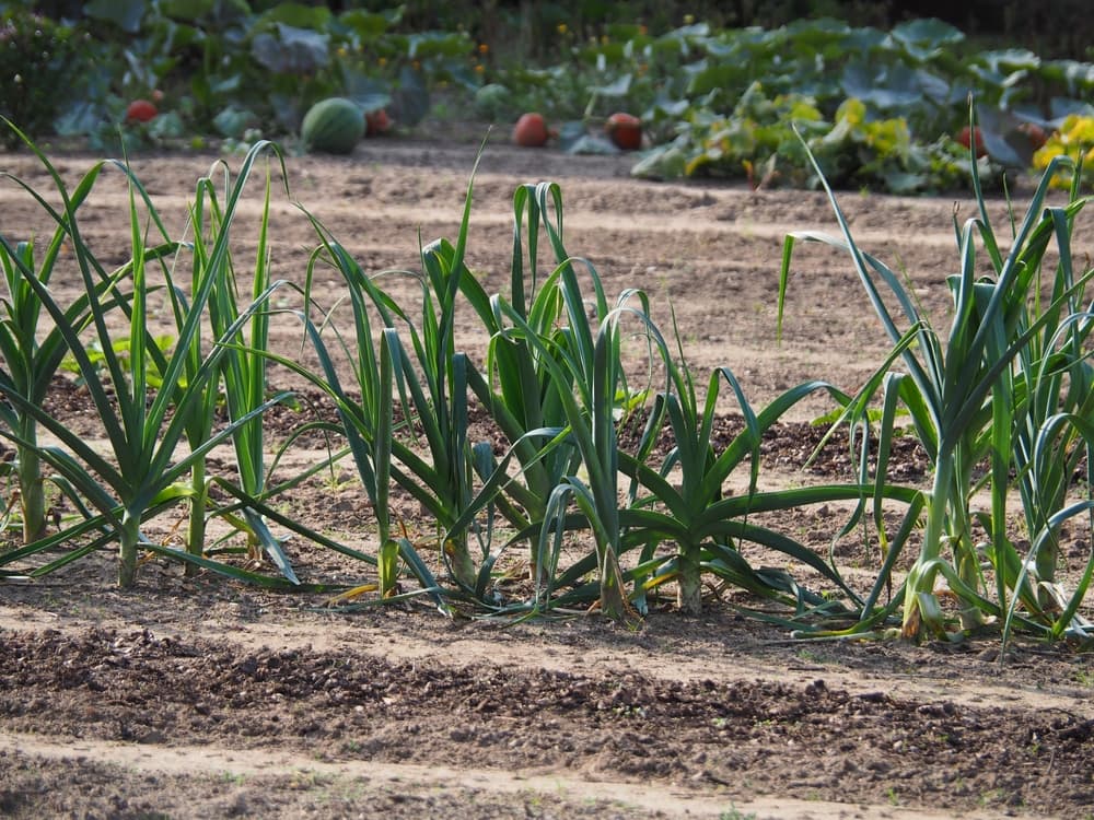 strap-like leaves of onion plants in a row