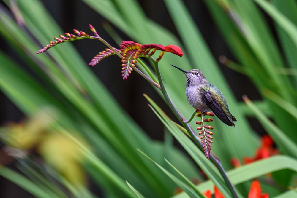 a hummingbird sat on the stem of a crocosmia plant which is about to flower