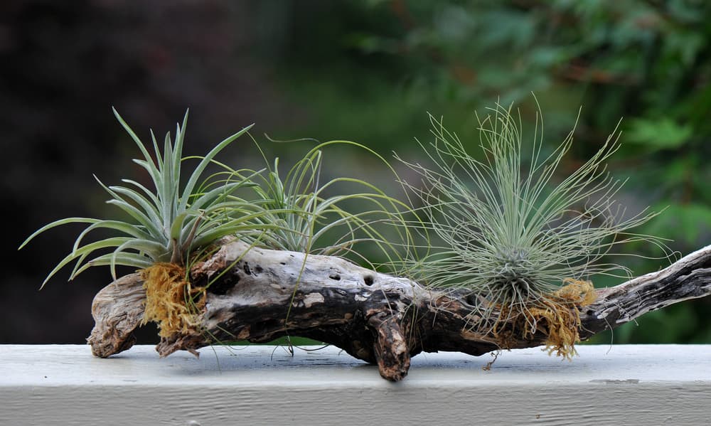 tillsandia argentea growing from an old tree branch