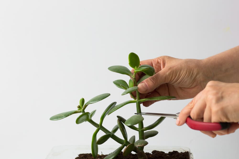 hands using scissors to prune a Money Plant