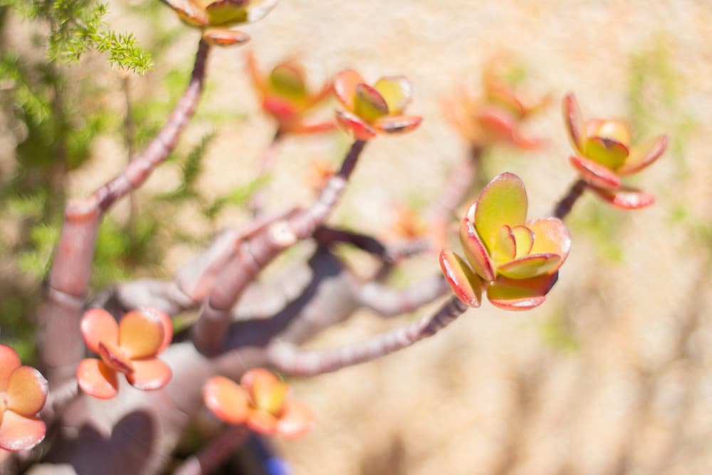 Crassula ovata Minima with leaves in reds and greens
