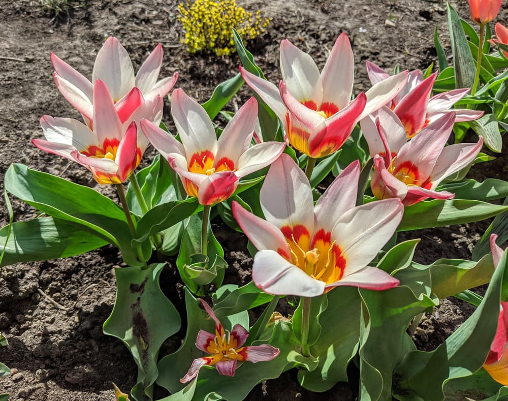 Kaufmanniana tulips 'Ancilla' type growing in very dry soil and full sun