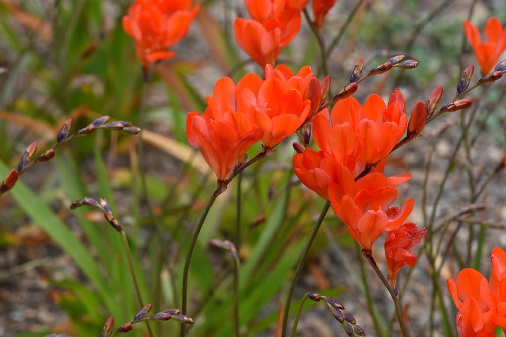 fiery blooms of Tritonia crocata