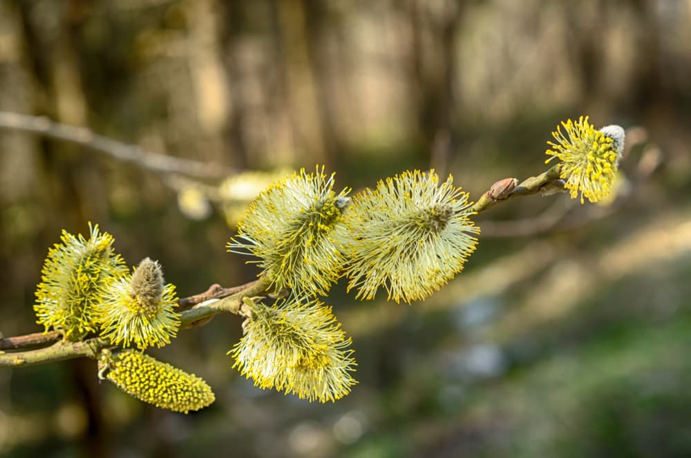 blossoms of eared willow tree
