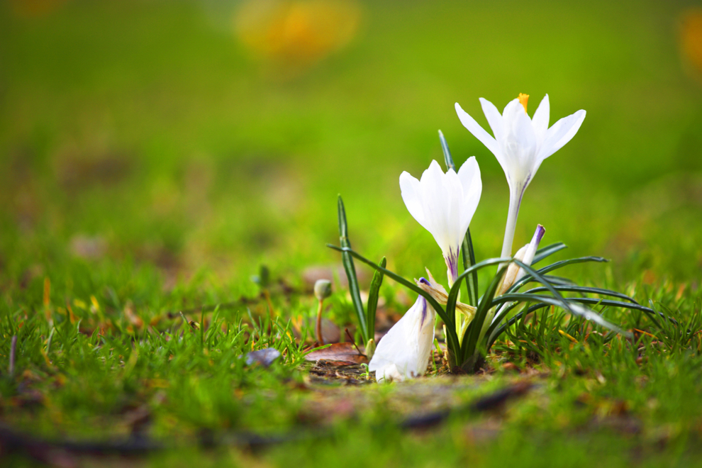crocuses with white flowers growing from a lawn outside