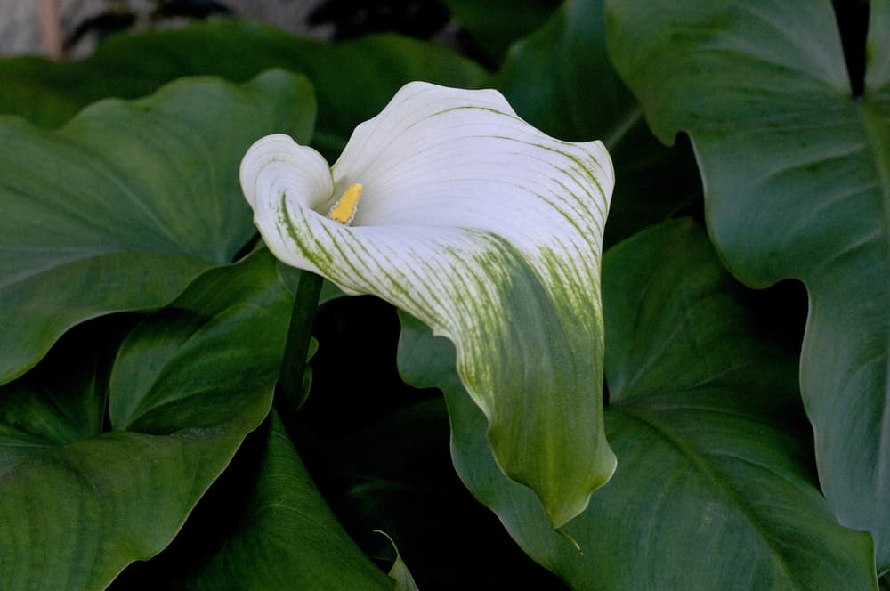 Z. ‘Green Goddess’ with a white flower fading to dark green and tiny yellow stamen