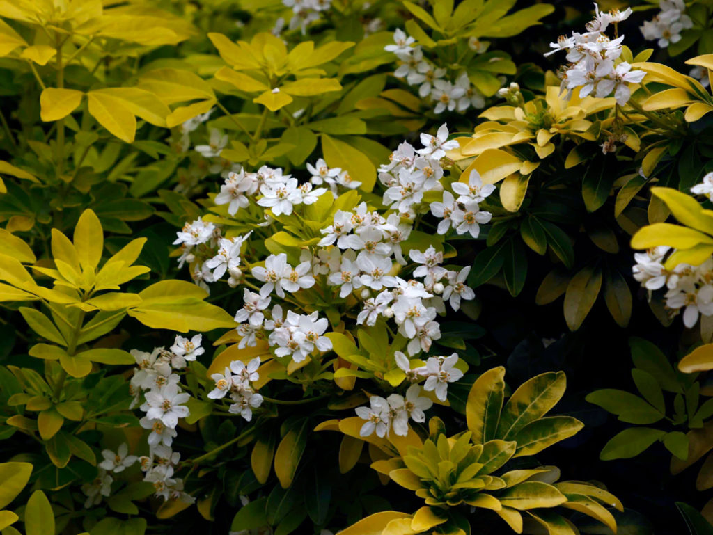 white flowers from a Choisya ternata 'Sundance' shrub with yellow foliage growing outside