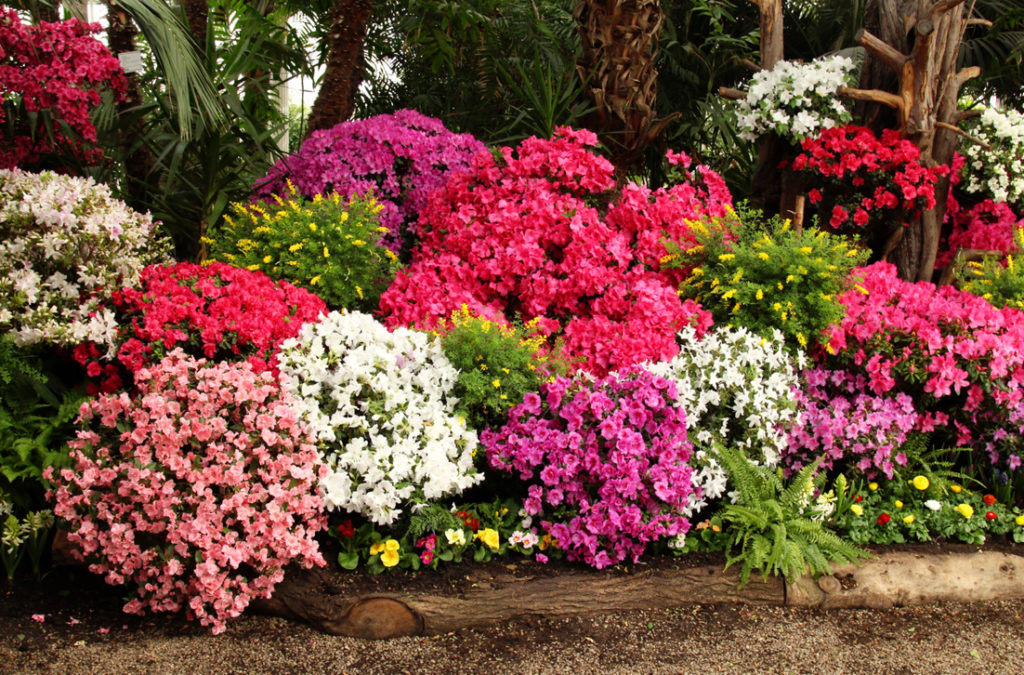 pink, white, yellow, red and purple flowering shrubs growing side by side outside  with trees in the background