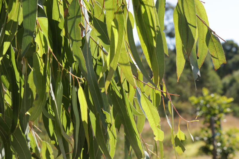 Eucalyptus Plant Care & Growing Tips Horticulture.co.uk