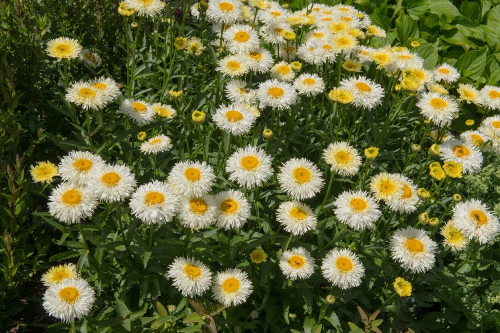 'Real Galaxy' Shasta daisies with layered thin white petals and yellow centres growing in a cluster outside