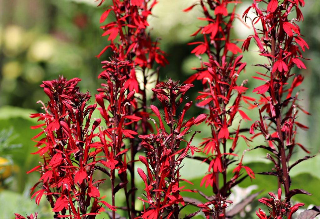 lobelia cardinalis ‘Black Truffle’ plants with tall purple stems and red flowers