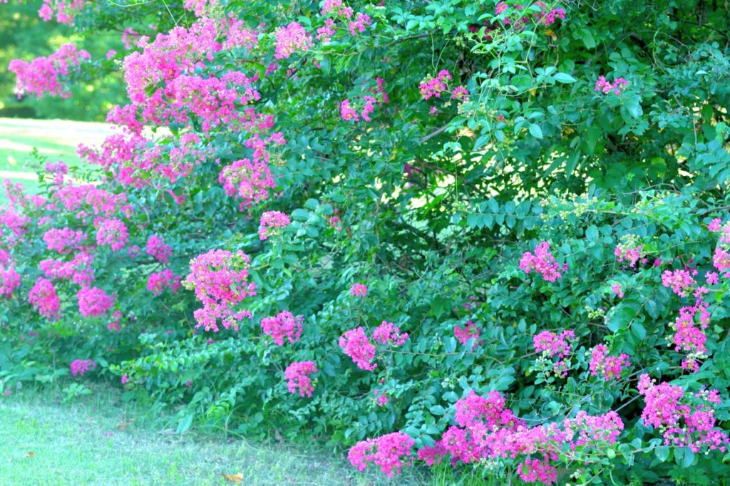 large pink-flowering crape myrtle shrub growing outdoors 