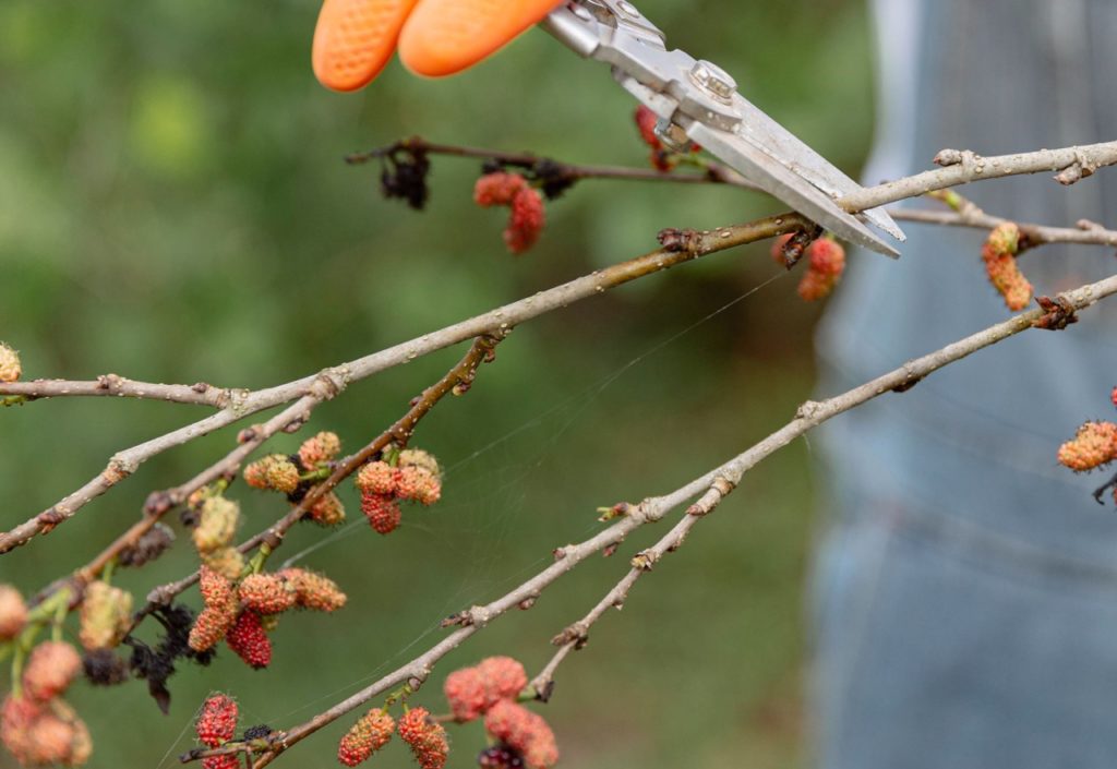 a mulberry tree branch bearing dying black and red fruits being pruned by a pair of secateurs