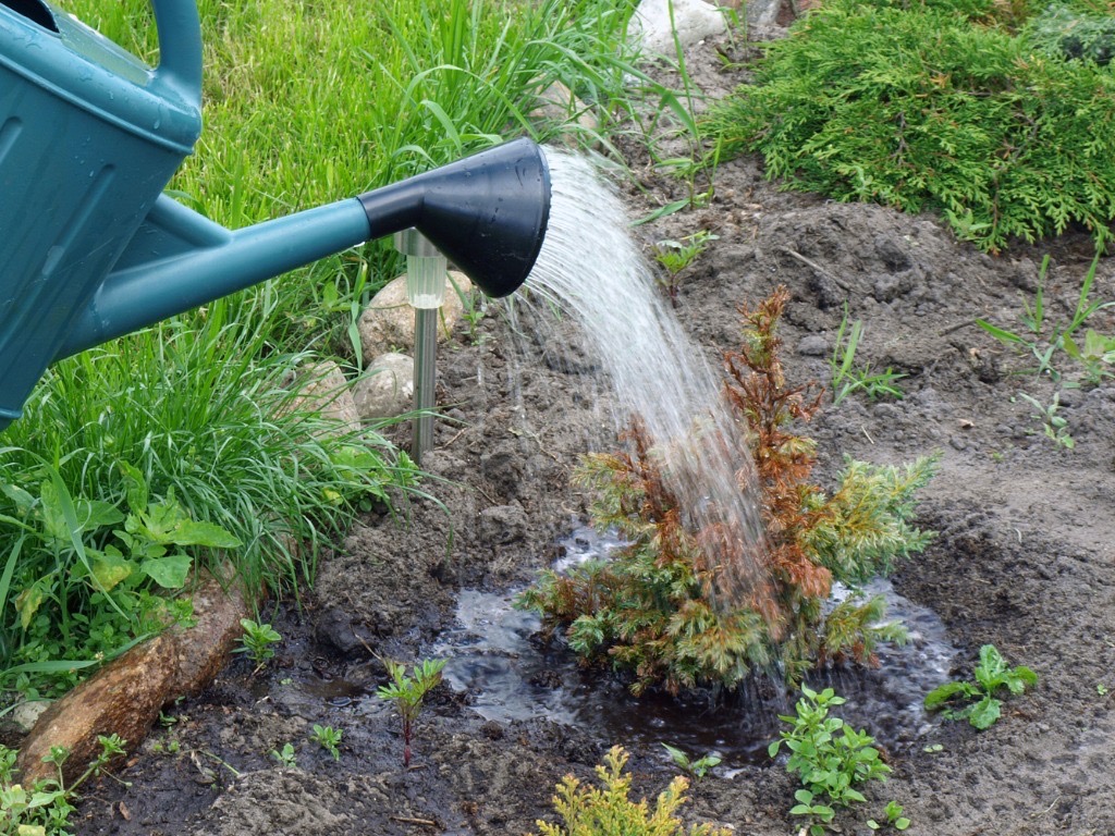 a young arborvitae plant turning brown in a garden bed being watered by a watering can