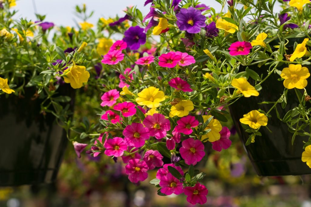 pink, yellow and purple flowering Calibrachoa 'Million Bells' flowers growing in hanging baskets outside
