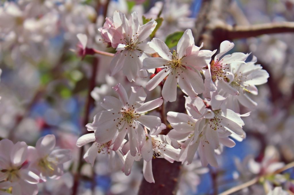 the pale-pink blossoms from a prunus × subhirtella tree growing outside with a blue sky in the background