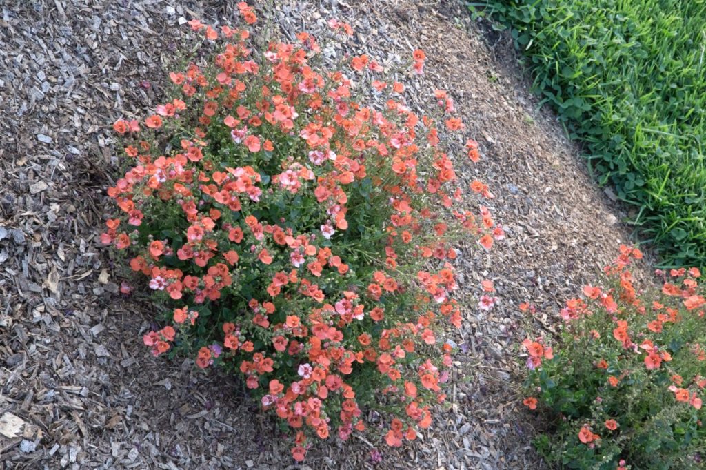 orange-pink diascia shrubs growing outside in mulched ground