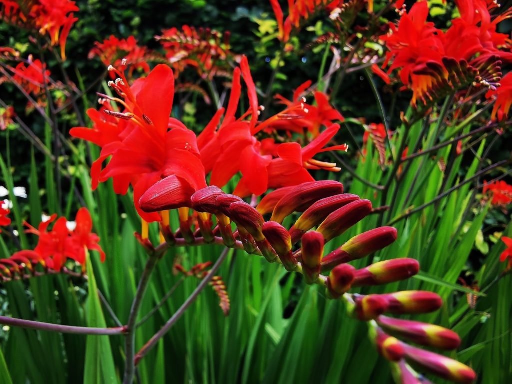 crocosmia 'Lucifer' flower buds that have yet to open growing on the same stem as some bright red flowers