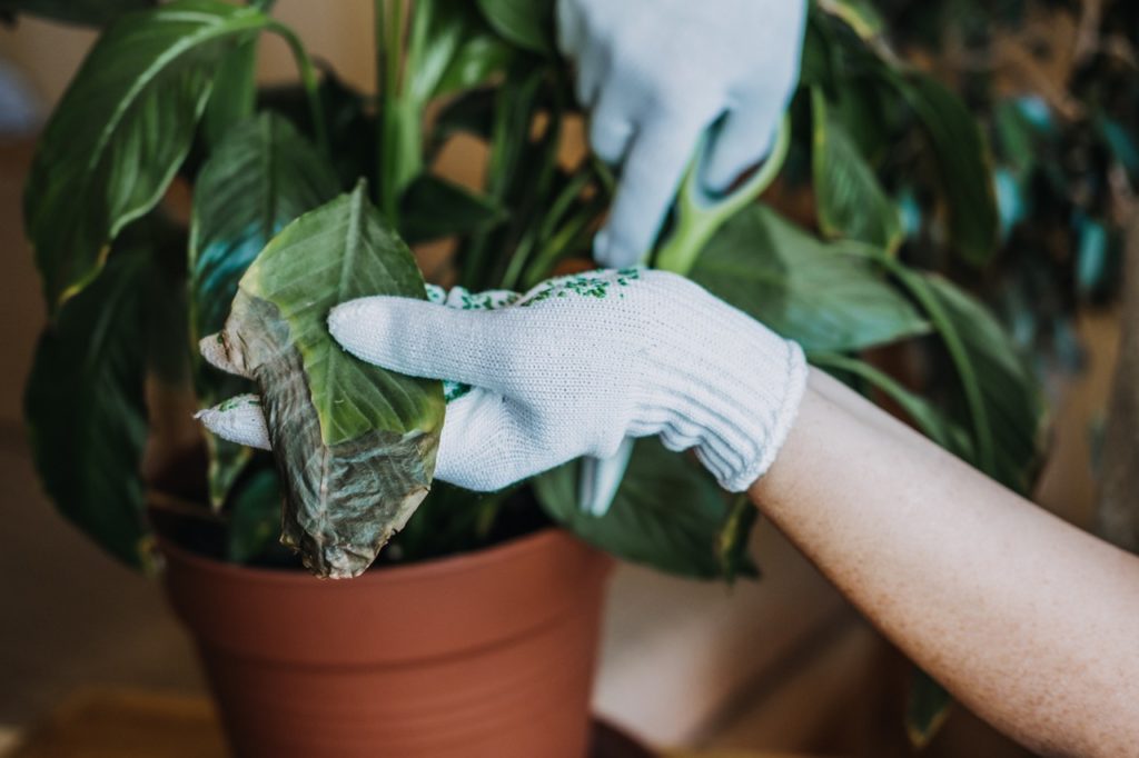 gardener pruning a dead leaf from a croton plant that has turned brown at the ends