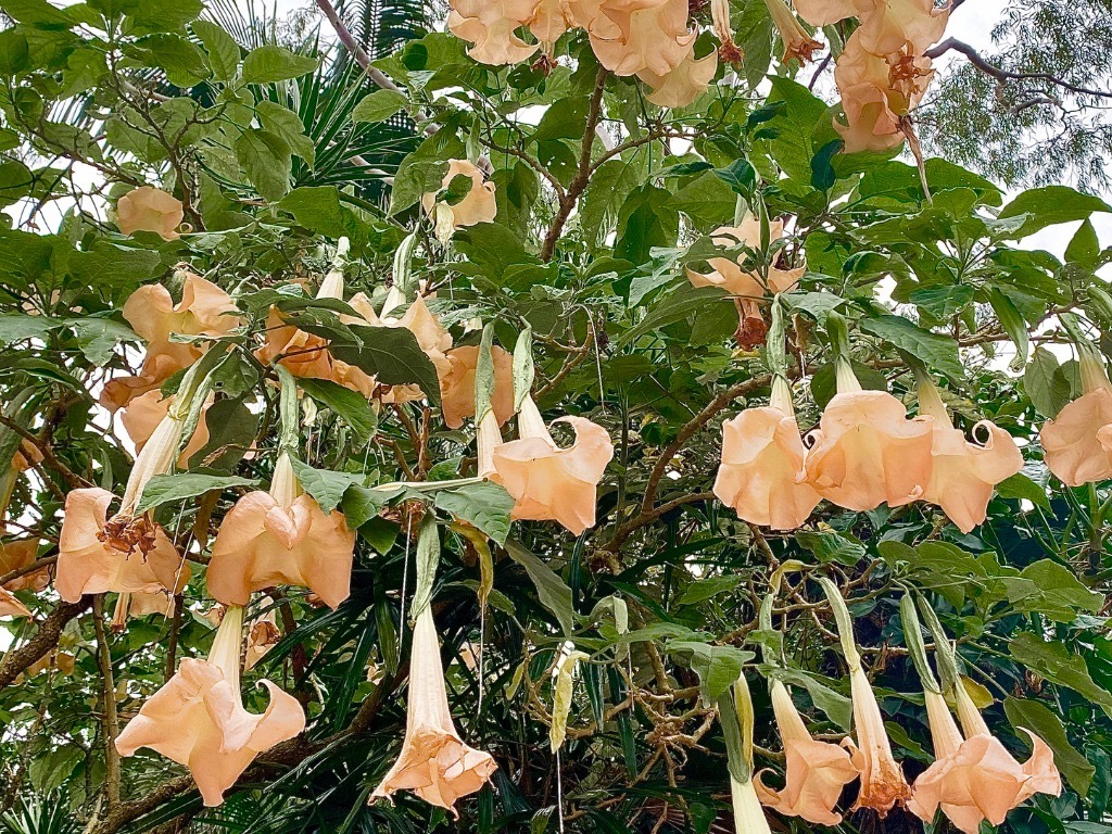 hanging, large peach Angel's Trumpet flowers