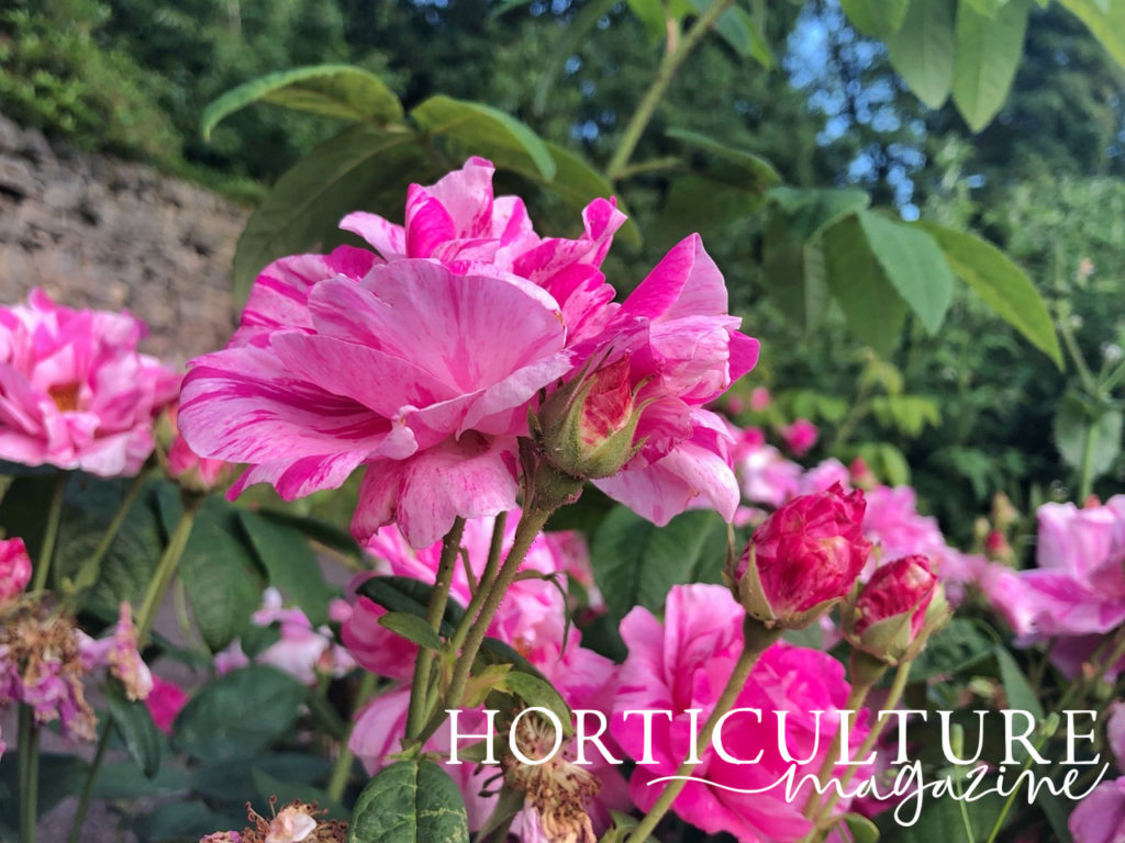 stripy pink flowering rose plant growing outside in front of a tall wall