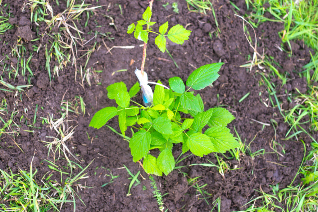 freshly planted raspberry plant growing in moist soil outside