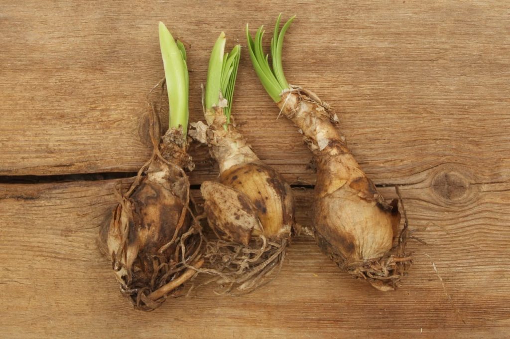 three nerine bulbs sat on a wooden table