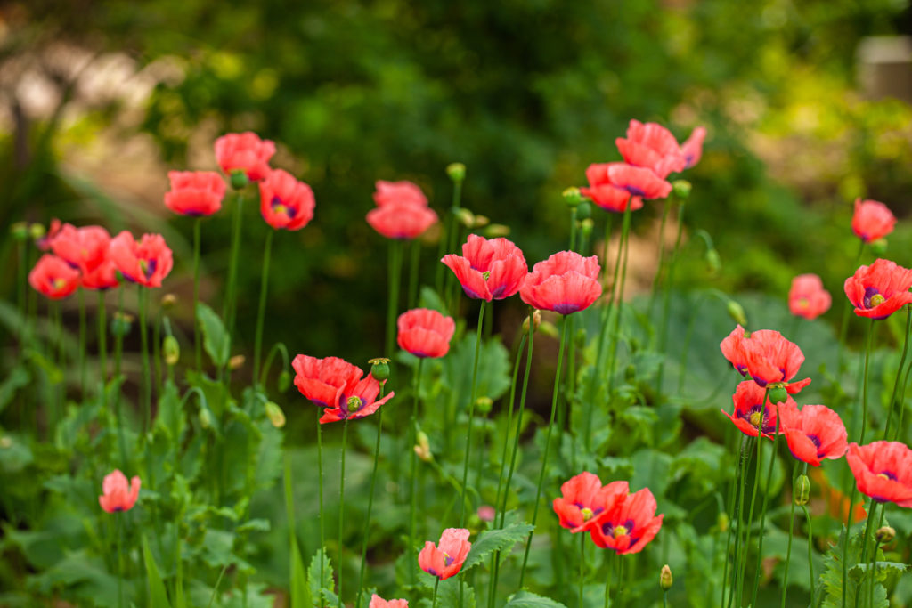 pink, purple and yellow coloured poppies with tall stems growing outside in front of a blurry green background