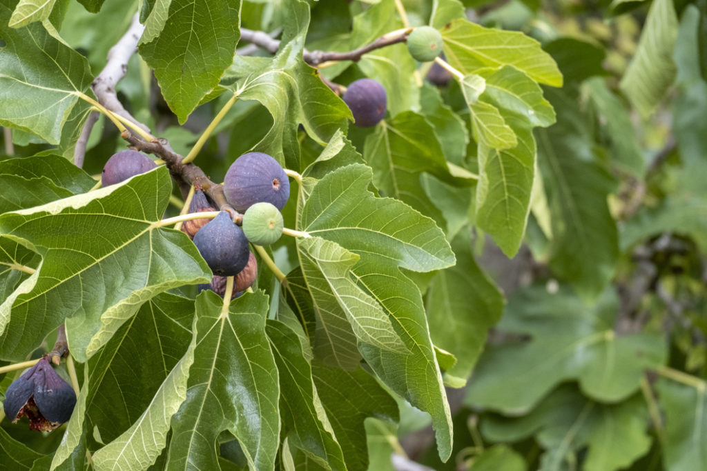 fig tree with big star-shaped leaves and bearing purple and unripened green fruits