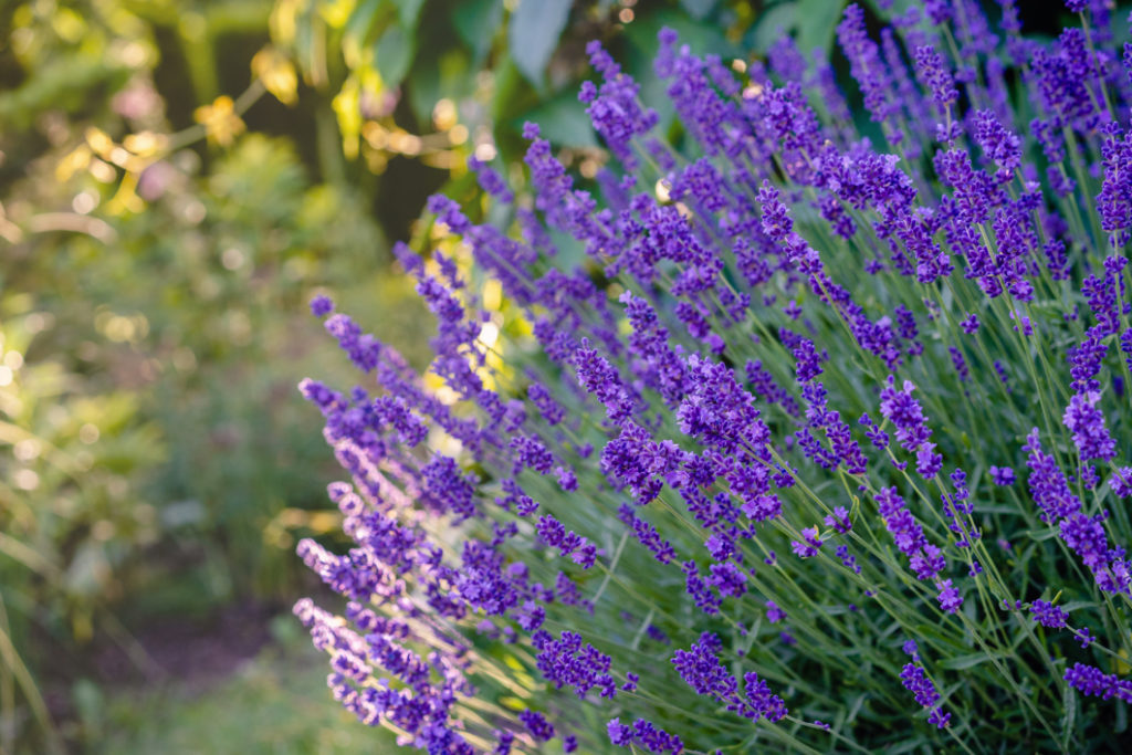 lavender shrub with purple flowers growing outside in a garden