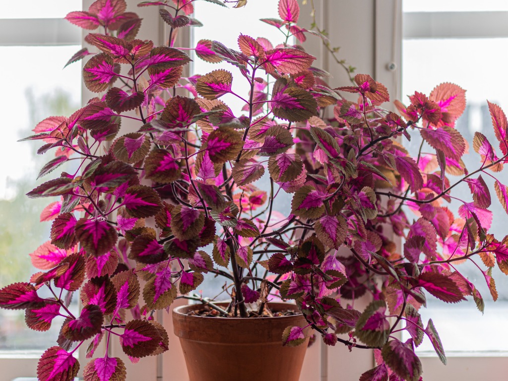 painted nettle plant with brown and purple variegation on its leaves growing in a container in front of a window inside