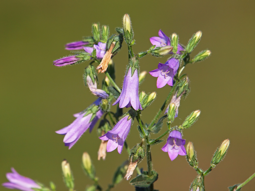 Siberian bellflower with puple bell-shaped flowers, some of which have turned brown, growing outside