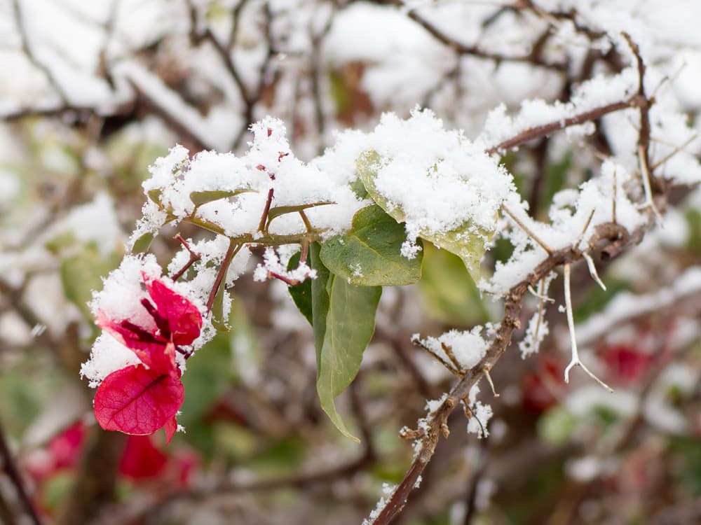 snow covered branches of a paperflower plant