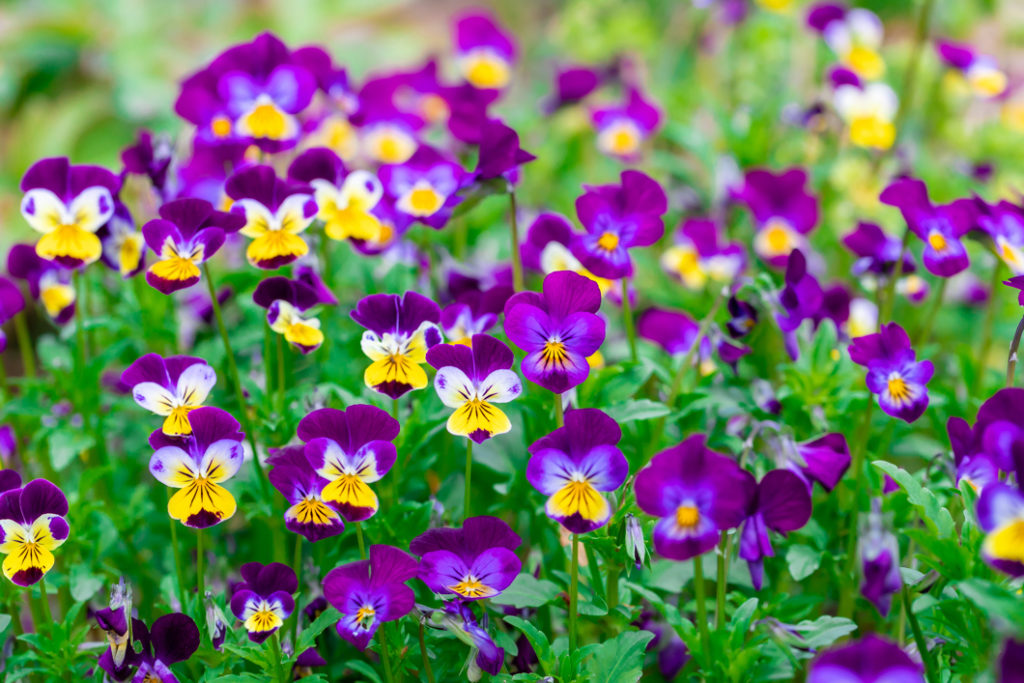viola tricolours with purple, yellow, white and blue petals growing outside
