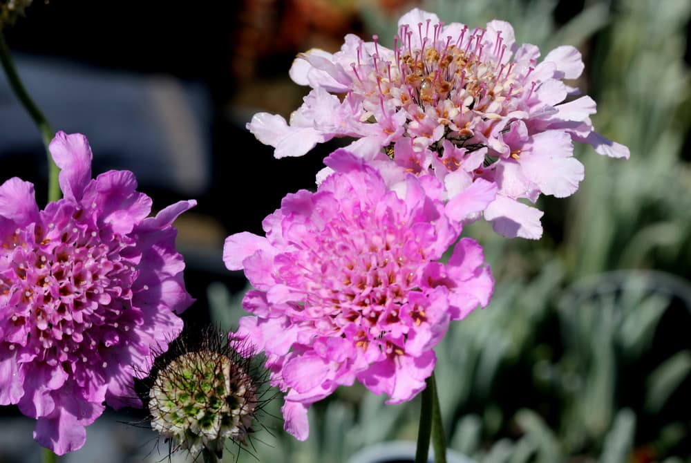 Flutter Rose Pink variety of scabiosa