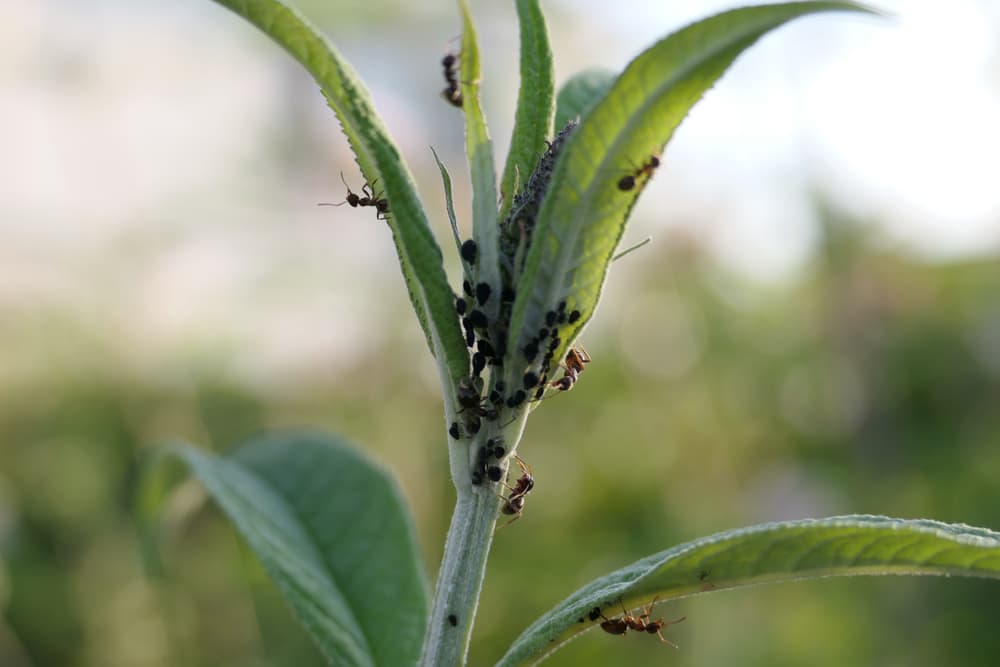 ants working in symbiosis with aphids on the stem of a buddleja plant