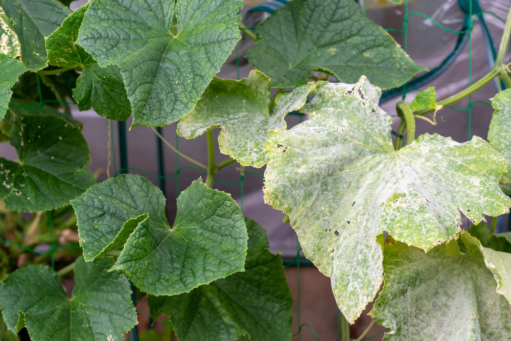 white mildew shown on the leaves of trellis-grown Cucumis sativus